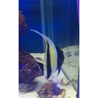 Moorish Idol