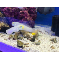 Golden Head Sleeper Goby Single