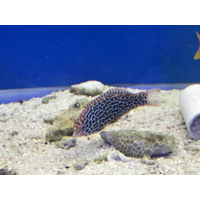 Leopard Wrasse Female