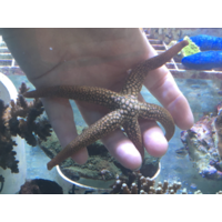 Nardoa Sea Star