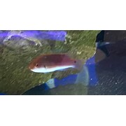 Blue Sided Fairy Wrasse