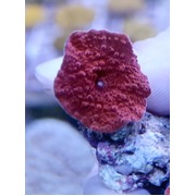 Red Morphs