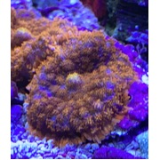 Orange Rhods