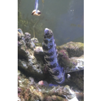 Snowflake Eel