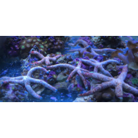 Multi Flora Linckia Sea Star