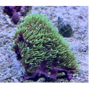 Green Star Polyp Frags