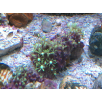 Green Star Polyp Frags