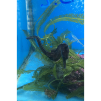 Kuda Seahorse