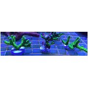Green Goblin Anacropora Frag