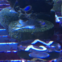 Blue Zoa PRICE PER POLYP! #Zoa 8 