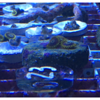 Purple Hornet Zoa Z3. PRICE PER POLYP!