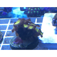 24K Gold Zoa Z7. PRICE PER POLYP!