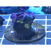 Rasta Zoa PRICE IS PER POLYP! Zoa11