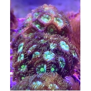 Green Zoa Z12. PRICE PER PIECE!