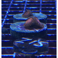 Darth Maul Zoas PRICE PER POLYP! #Zoa 6 