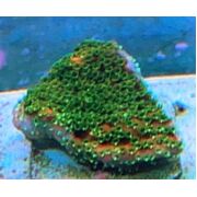Fairy Lights Monti Frag 