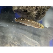 Rainfords Goby