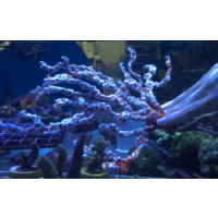Large Spider Sponge Pieces