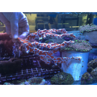 Medium Spider Sponge Pieces