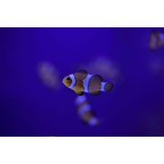 Tank Bred Orange & White Ocellaris Clown Pair