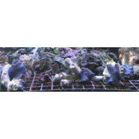 Blue/ Purple Morphs