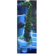 Dallas Acro Frag