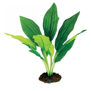 Amazon Broad Leaf Silk Plant - Small