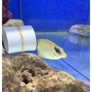 Gold Spot Rabbitfish