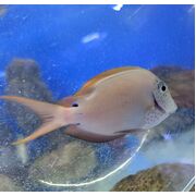 Lavender Tang