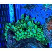 BTA; Bubble Tip Anemone