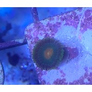 Gorilla Nipples Zoa Z28. PRICE PER POLYP!