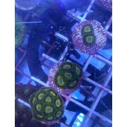 Scrambled Eggs Zoa Z18. PRICE PER polyp