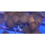 Red People Eaters Zoa Z24. PRICE PER POLYP!