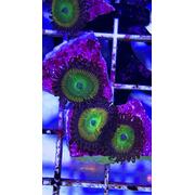 Sunny D Zoa PRICE PER POLYP! #Zoa 4 