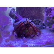 Large Red Hermit