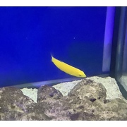 Banana Wrasse