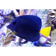 Purple Tang