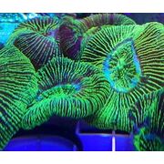 Trachyphyllia Flouro Green T1