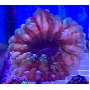 Red Cynarina