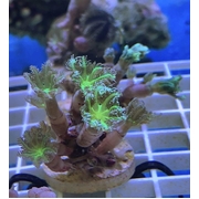 Clove Polyps Frags