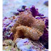 Spotty morphs