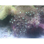 Purple Star Polyp Frags