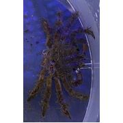 Collector Crab