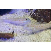 Orange Spot Goby