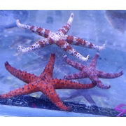 Miscellaneous Fromia