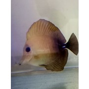 Fully QT’d Scopas Tang