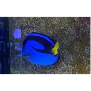 Fully QT'd Small Blue Tang