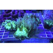 Elegance Corals
