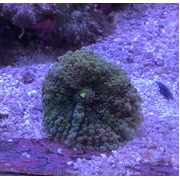 Green Ricordea