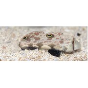 Twin Spot Goby